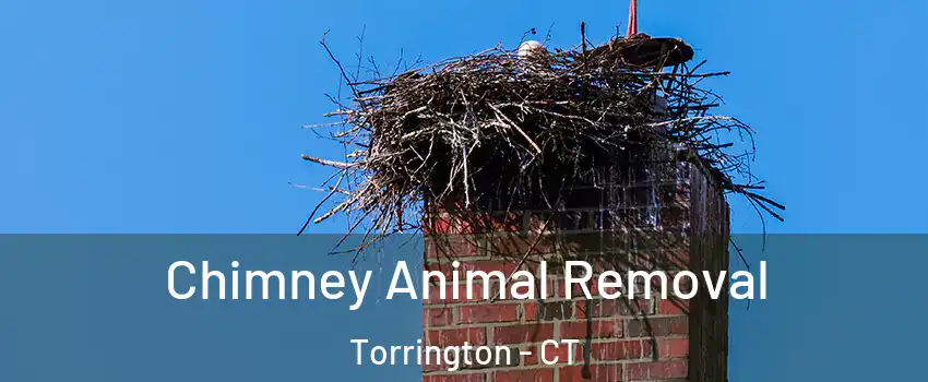  Chimney Animal Removal Torrington - CT