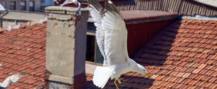 Residential Chimney Animal Removal Solution in Torrington, CT