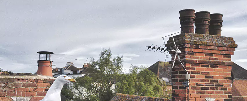 Chimney Cleaning And Restoration in Torrington, Connecticut